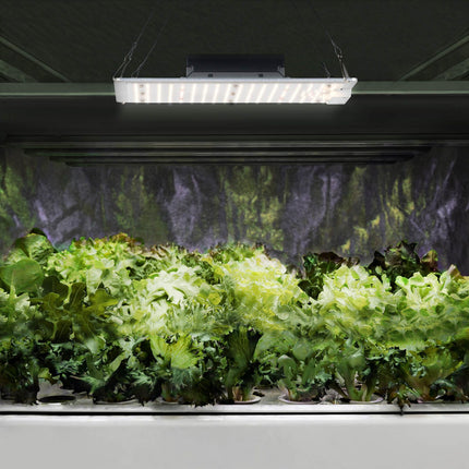 Hillvert A growing lamp for growing plants full spectrum 30 x 24 cm 234 LED 110 W silver – image 8